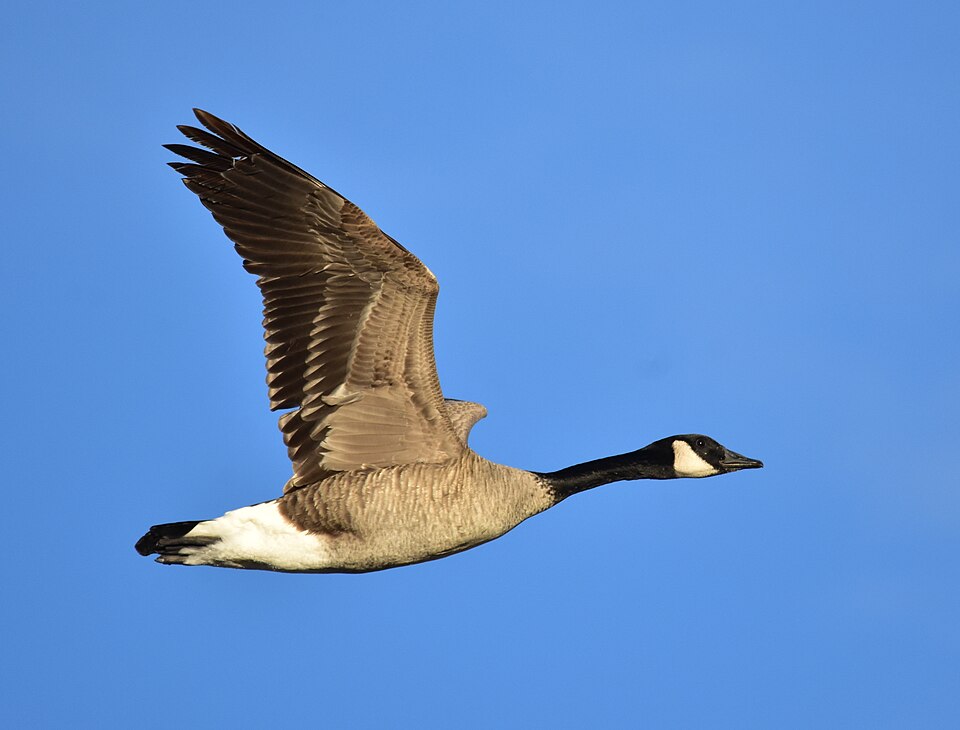 Goose Canada