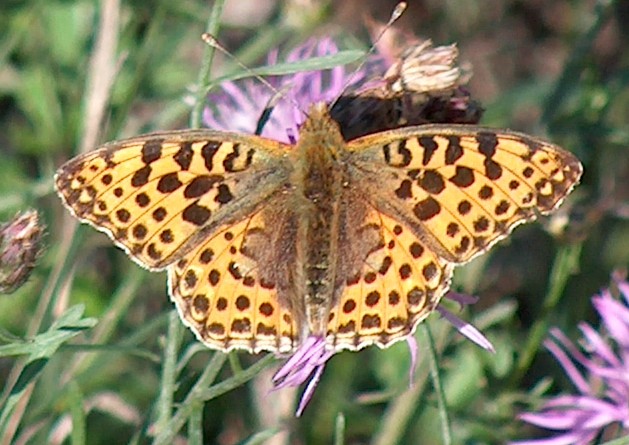 O.C. And The Hollidays