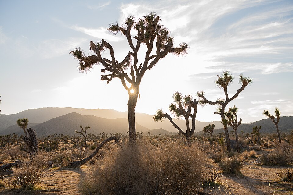 Riverside Various Artists