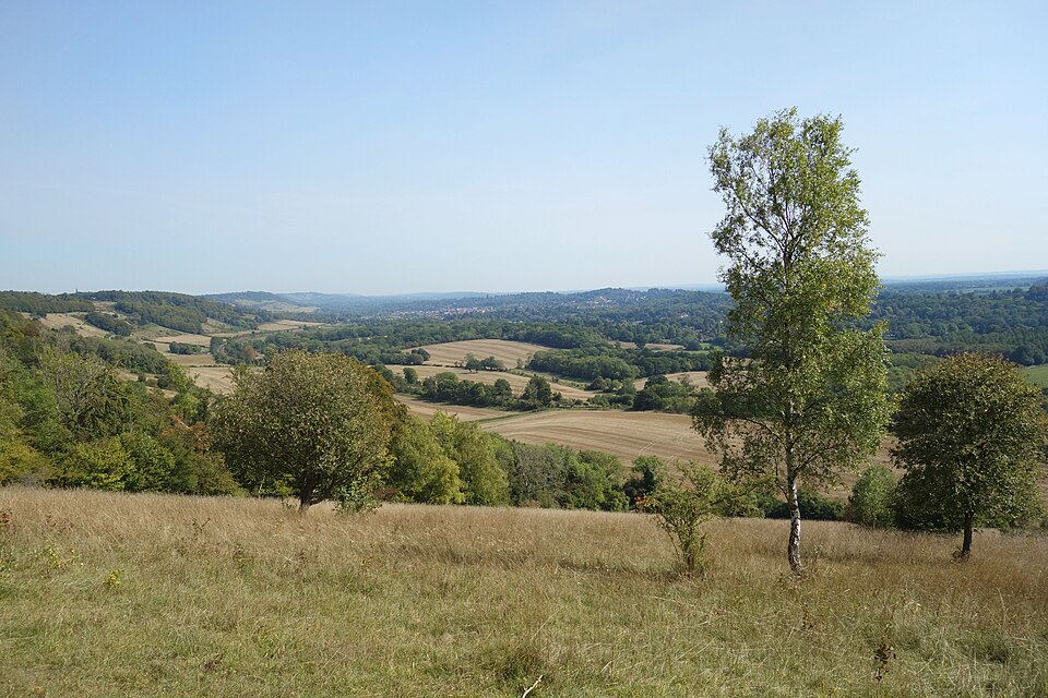 Surrey Various Artists