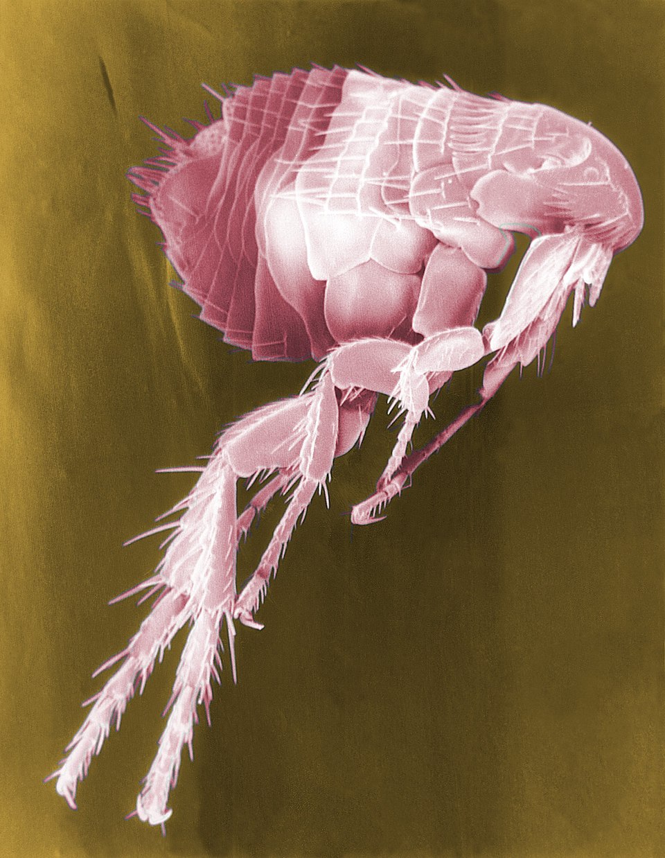 The Fleas