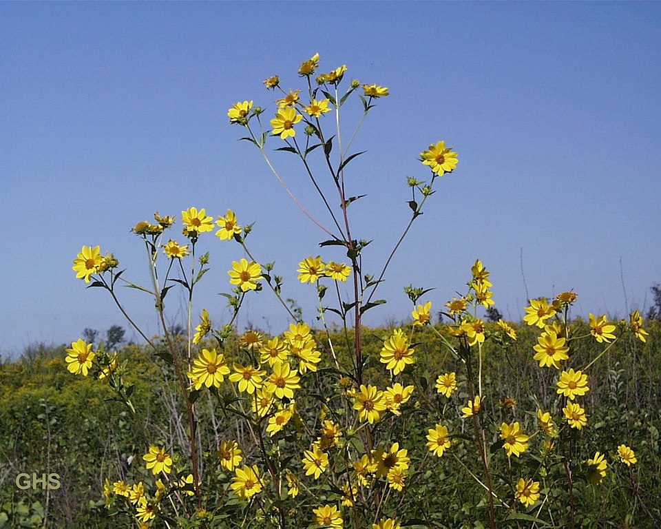 The Giant Sunflower
