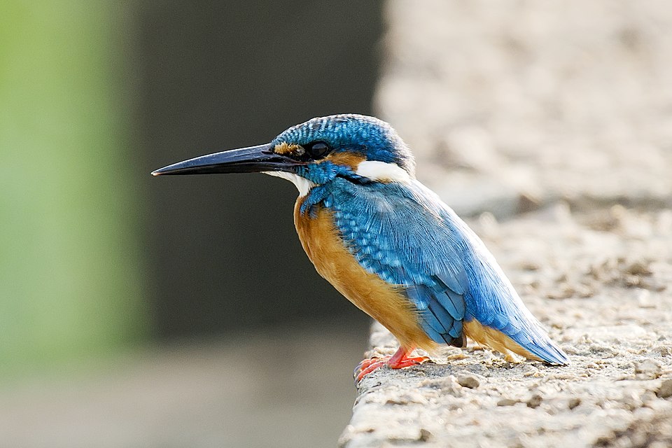 The Kingfishers