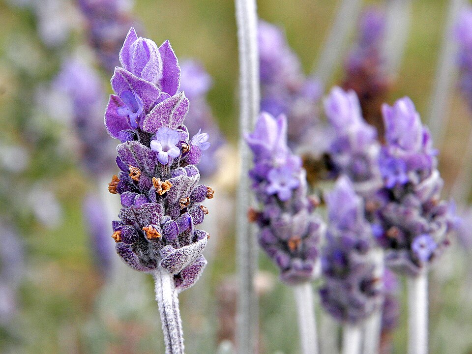 The Lavenders