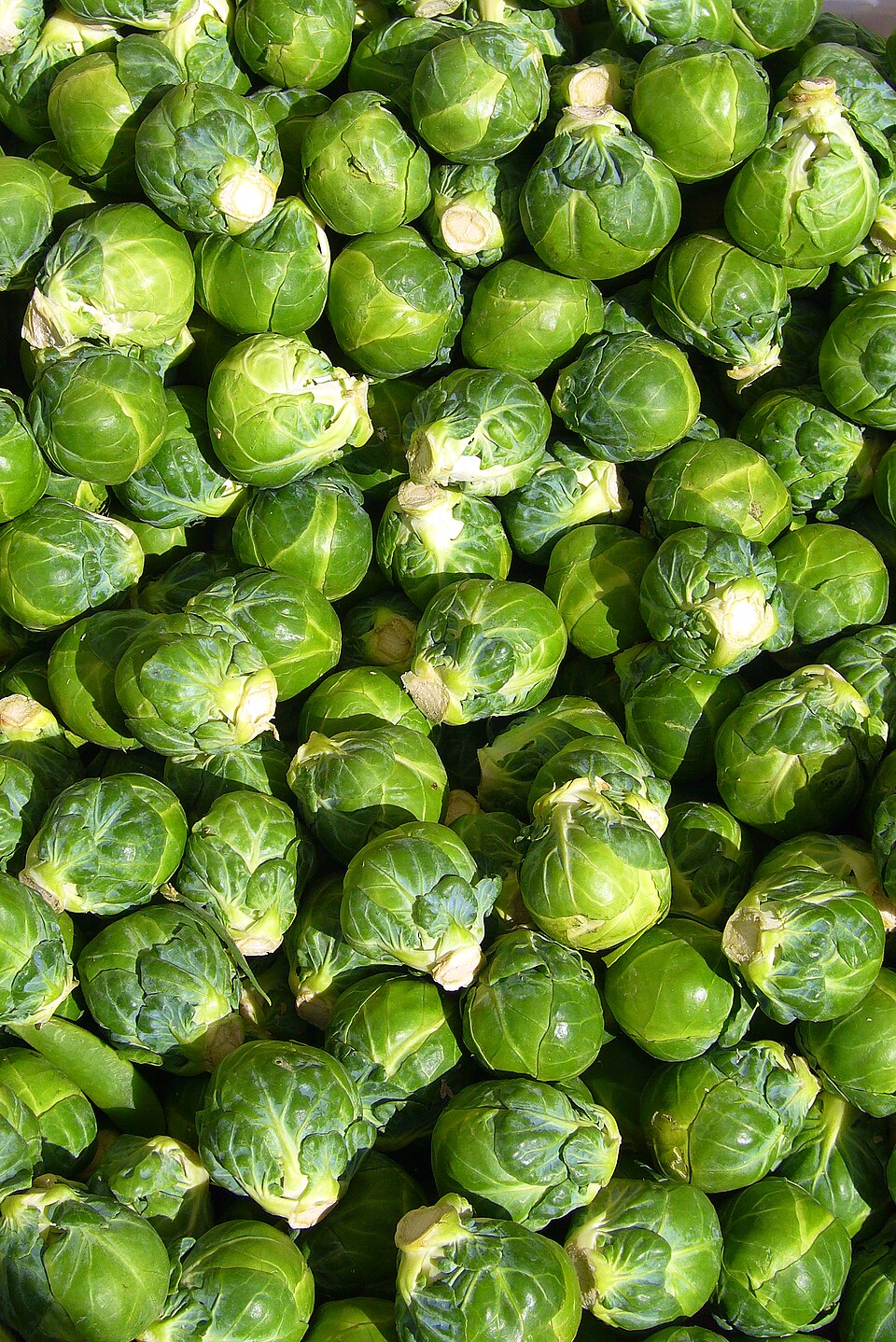 The Sprouts