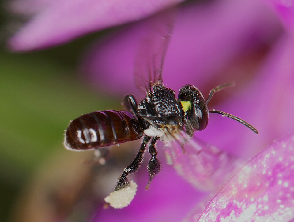 The Will-O-Bees