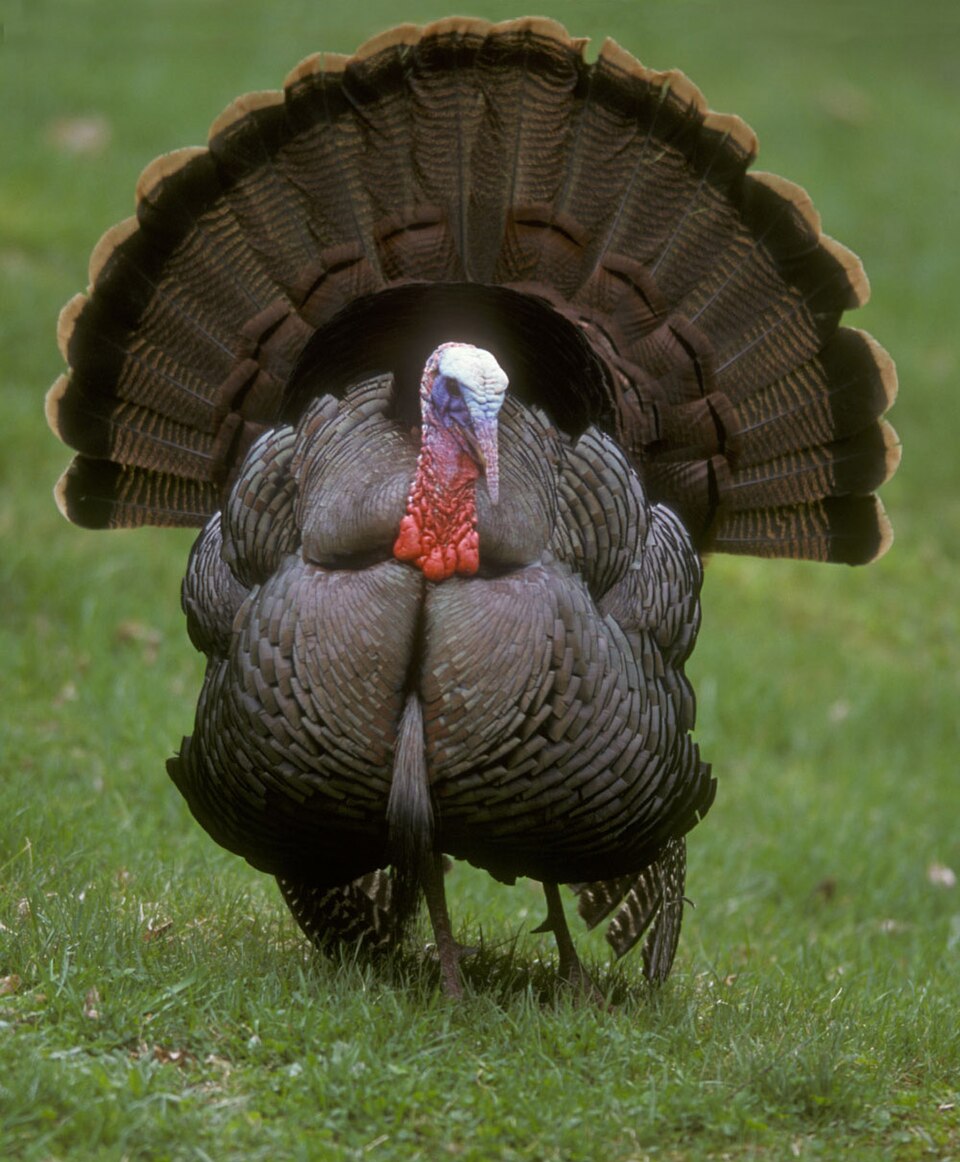 Turkey Wild